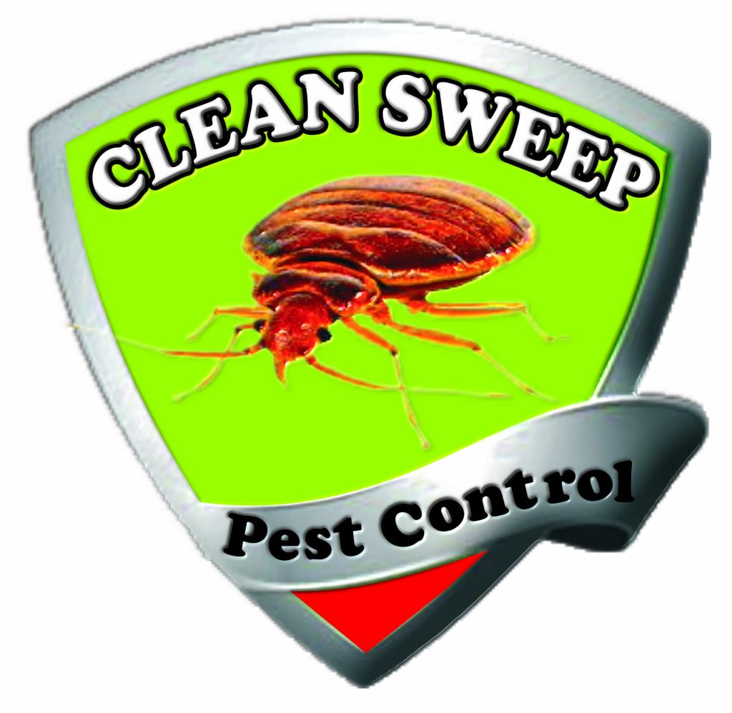 Bedbugs treatment service in Islamabad