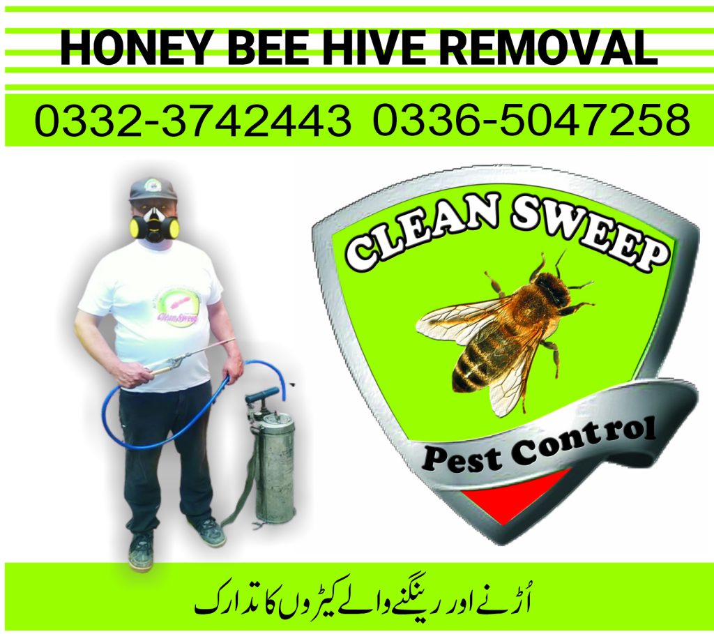 Honey bee hive removal Islamabad
