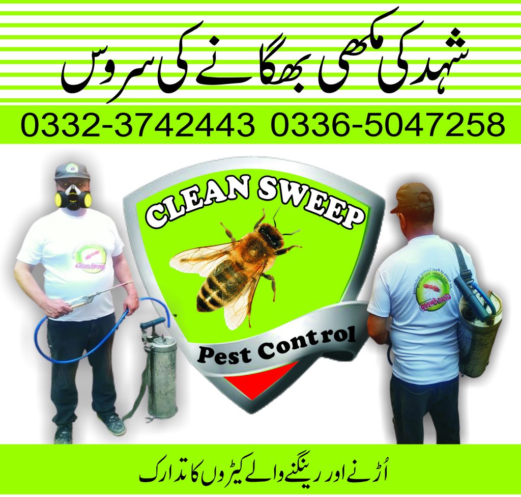 Honey bee hive removal Rawalpindi