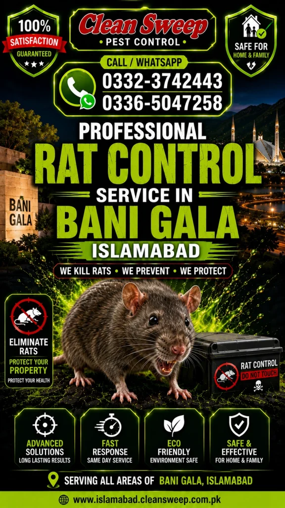 Professional Rat Control Service in Bani Gala Islamabad by Clean Sweep Pest Control